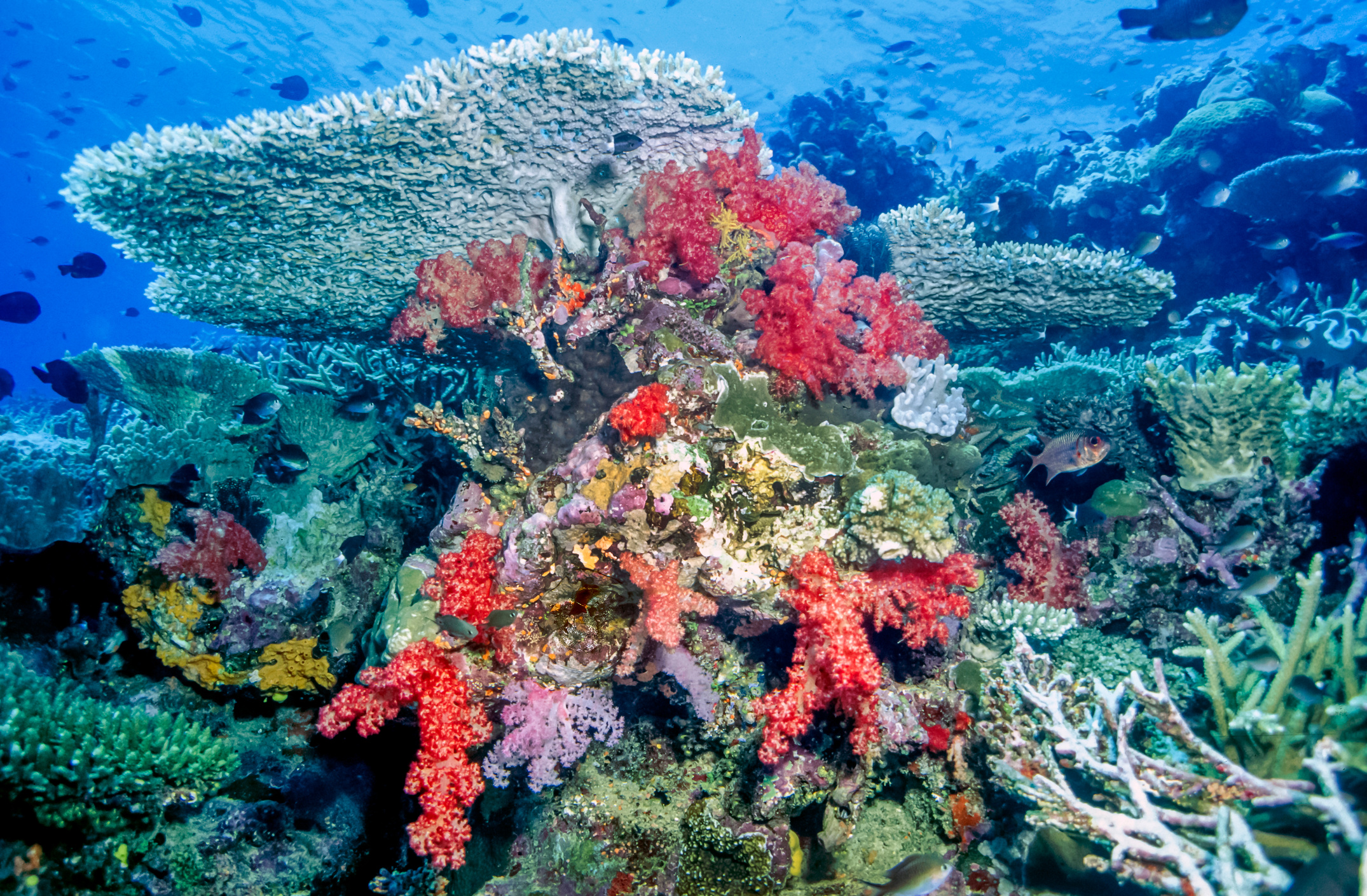 Coral reef Fiji